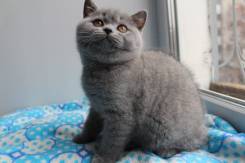 Британская короткошерстная кошка.