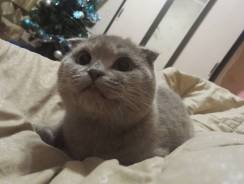 Шотландская вислоухая кошка.