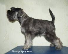Цвергшнауцер.