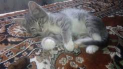 Маленький котенок - девочка