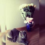 Кошки.