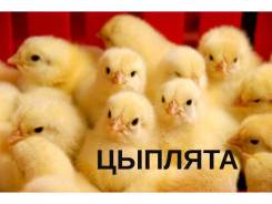Куры. Под заказ