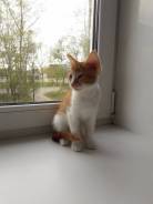 Кошки.