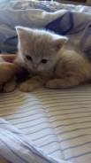 Шотландская кошка.