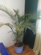 Ховея.