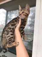 Бенгальская кошка.