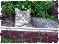 Шотландская кошка.