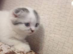 Шотландская вислоухая кошка.