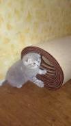 Шотландская вислоухая кошка.