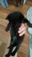 Кошки.