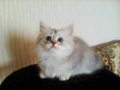 Шотландская прямоухая кошка.