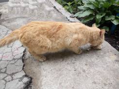 Кошки.