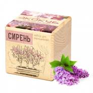 Сирень.