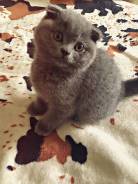 Шотландская вислоухая кошка.