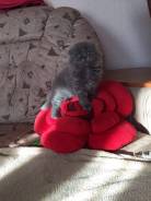 Шотландская кошка.