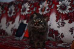 Котик