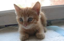 Кошки.