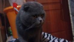 Вязка кошек.