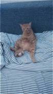 Кошки.