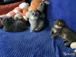 Шотландская кошка.