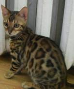 Бенгальская кошка.