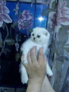 Шотландская вислоухая кошка.