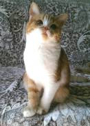 Шотландская прямоухая кошка.