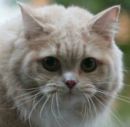Шотландская кошка.