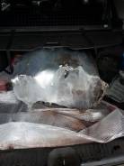 Двигатель в сборе. Nissan Bluebird Nissan Primera Двигатель SR20DE