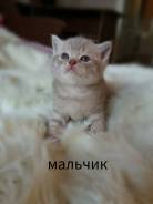 Шотландская кошка.