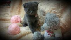 Шотландская вислоухая кошка.