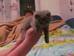 Шотландская прямоухая кошка.