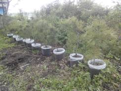 Кедр.