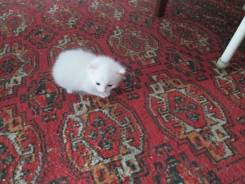 Кошки.