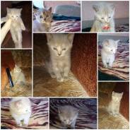 Шотландская прямоухая кошка.