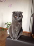 Шотландская вислоухая кошка.