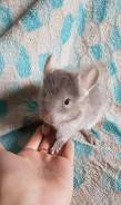 Шиншиллы.