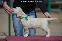 Золотистый ретривер. Под заказ