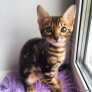 Бенгальская кошка.