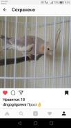 Попугаи.