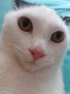 Кот