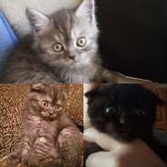 Кошки.