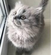 Шотландская прямоухая длинношерстная кошка.