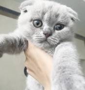 Шотландская вислоухая кошка.