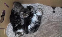 �����. ����
