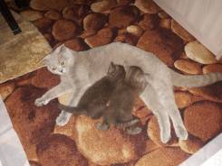 Британская кошка.