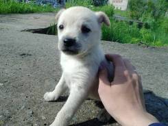 Собаки.