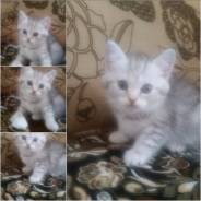 Шотландская кошка.