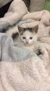 Кошки.