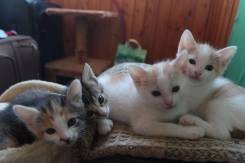 Кошки.